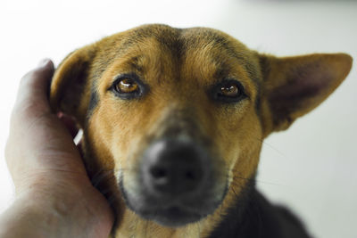 Close-up of dog with hand