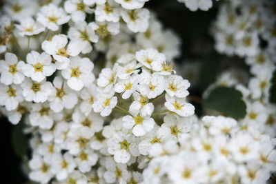 Close-up of white flowers on tree