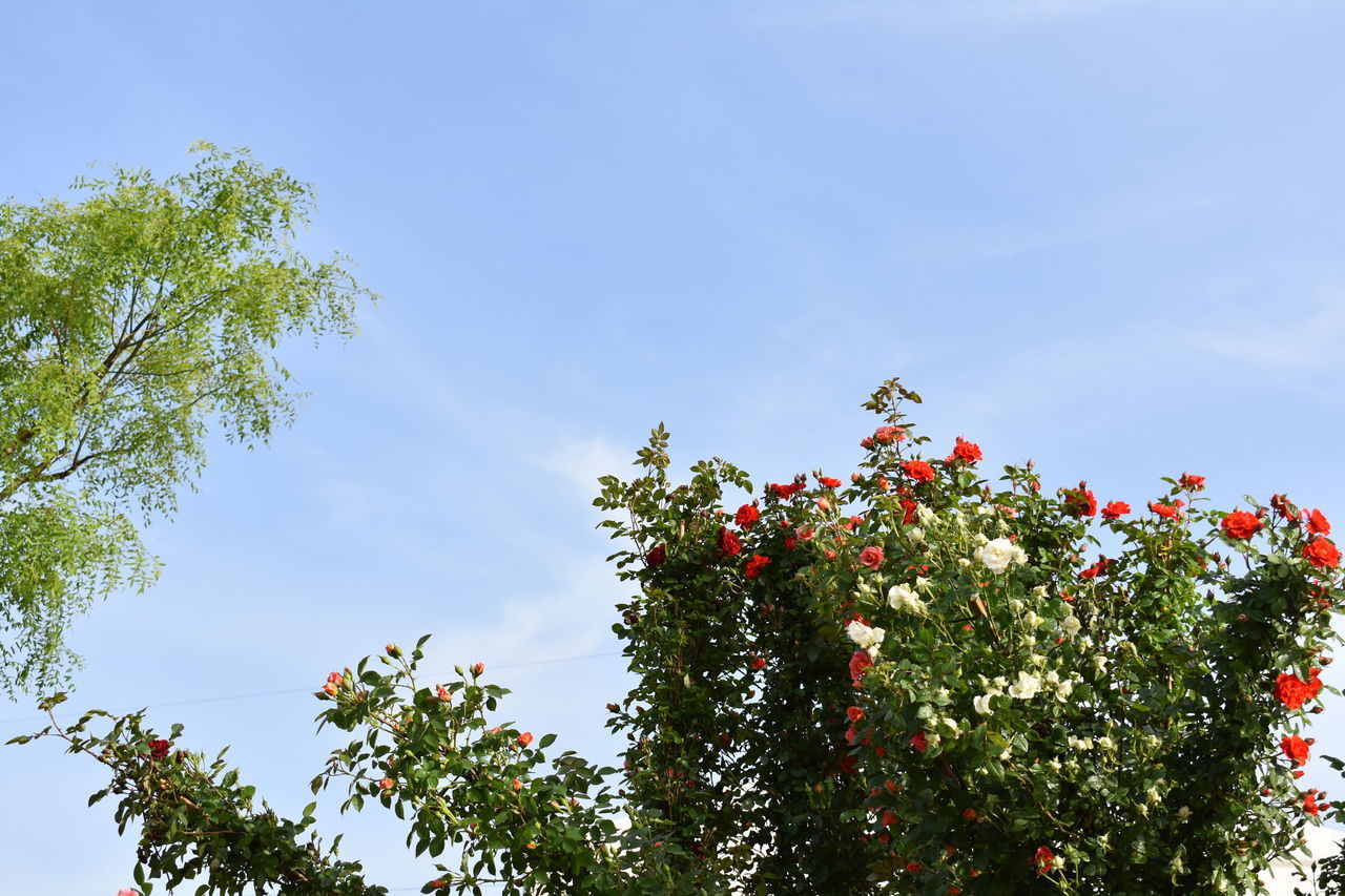 LOW ANGLE VIEW OF FLOWERING PLANTS AGAINST SKY