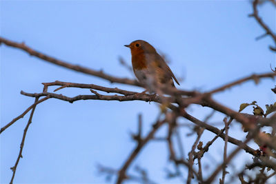 Low angle view of bird perching on branch against sky