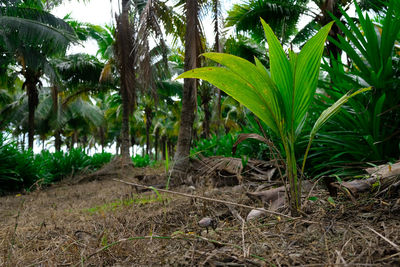 Close-up of coconut palm trees on field in forest