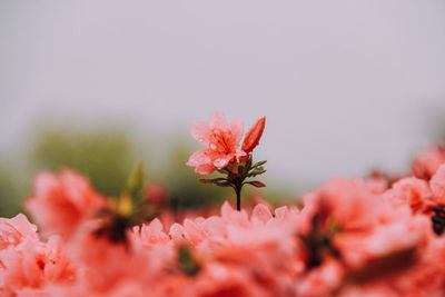 Close-up of red flowers
