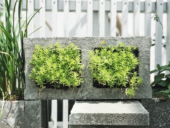 Close-up of potted plants in greenhouse