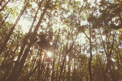 Low angle view of trees in forest against sky