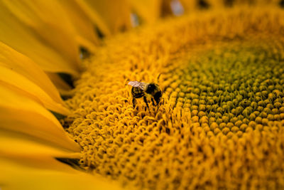 Close-up of honey bee on sunflower