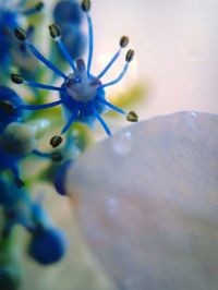 Close-up of flowers against blurred background