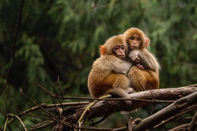 Monkeys sitting on tree