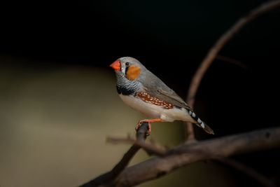 Close-up of bird perching on branch