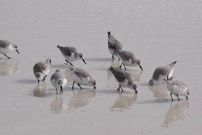 Flock of birds in lake