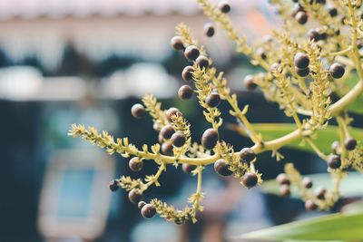 Close-up of flowering plant