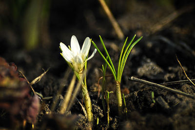 Close-up of flower growing outdoors