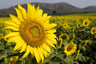 Close-up of yellow sunflower on field