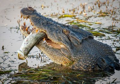 Close-up of crocodile in lake