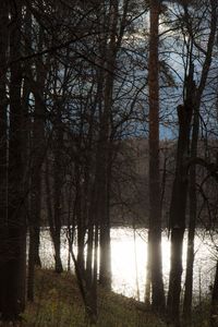 Bare trees in forest against sky