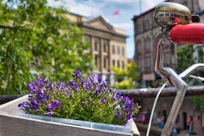 Purple flowering plants against building