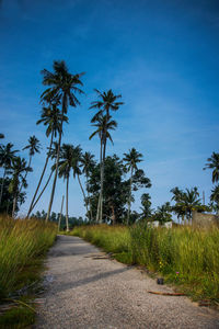 Road amidst palm trees against blue sky