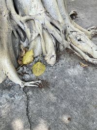 High angle view of dry leaves on land