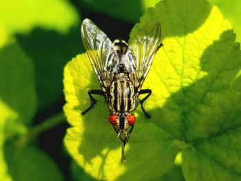 insect