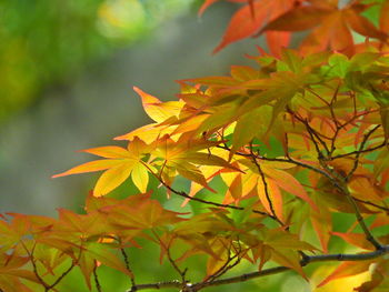 Close-up of maple leaves on branch