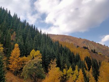 Scenic view of autumn trees against sky