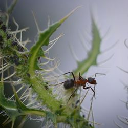 Close-up of insect on plant