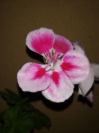 Close-up of pink flower