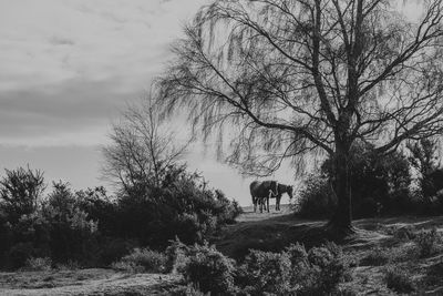 View of a horse on field