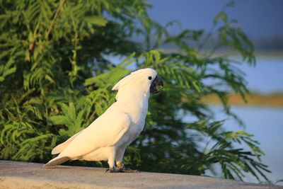 Close-up of a bird perching on a tree