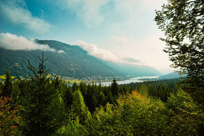 Scenic view of pine trees against sky