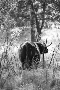 Cow on field