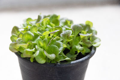 Close-up of potted plant against white background