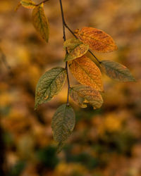 Close-up of fruit on plant during autumn