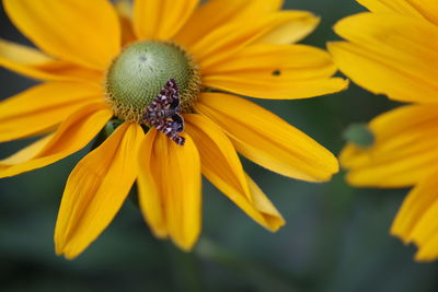 Close-up of honey bee on yellow flower