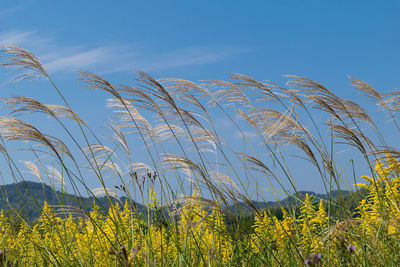 Plants growing on field against blue sky