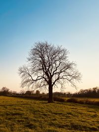 Tree at langley mead nature reserve