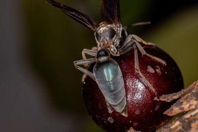 Close-up of butterfly