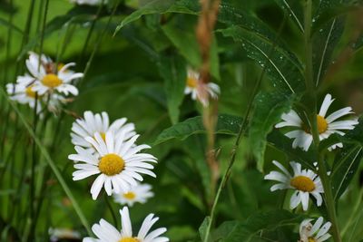 Close-up of white daisy flowers