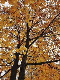 Low angle view of autumnal tree against sky