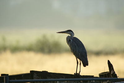 Bird perching on railing