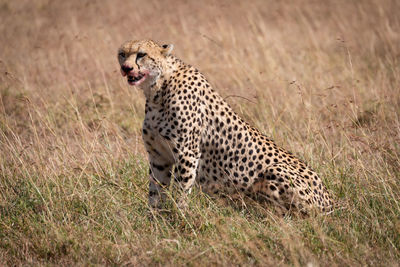 Cheetah on land