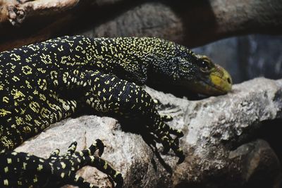 Lizard on leaf