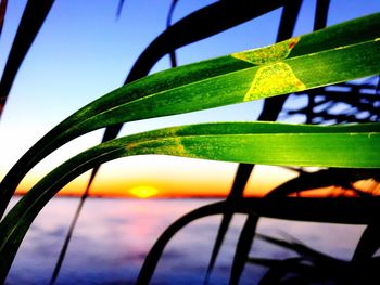 Close-up of leaf against sky