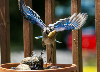 Bluejay takes flight after finding a tasty peanut in the backyard bird bath