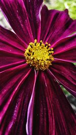 Full frame shot of fresh yellow flower blooming outdoors