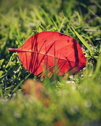 Close-up of red leaf on grass