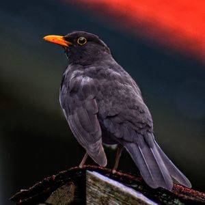 Close-up of bird perching outdoors