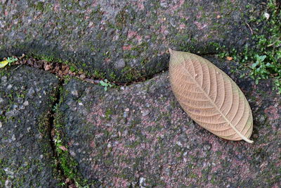 High angle view of shell on rock