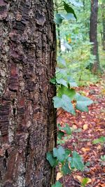 Close-up of tree trunk