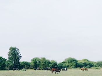 Cows grazing on field against clear sky