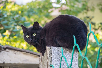 Close-up portrait of black cat